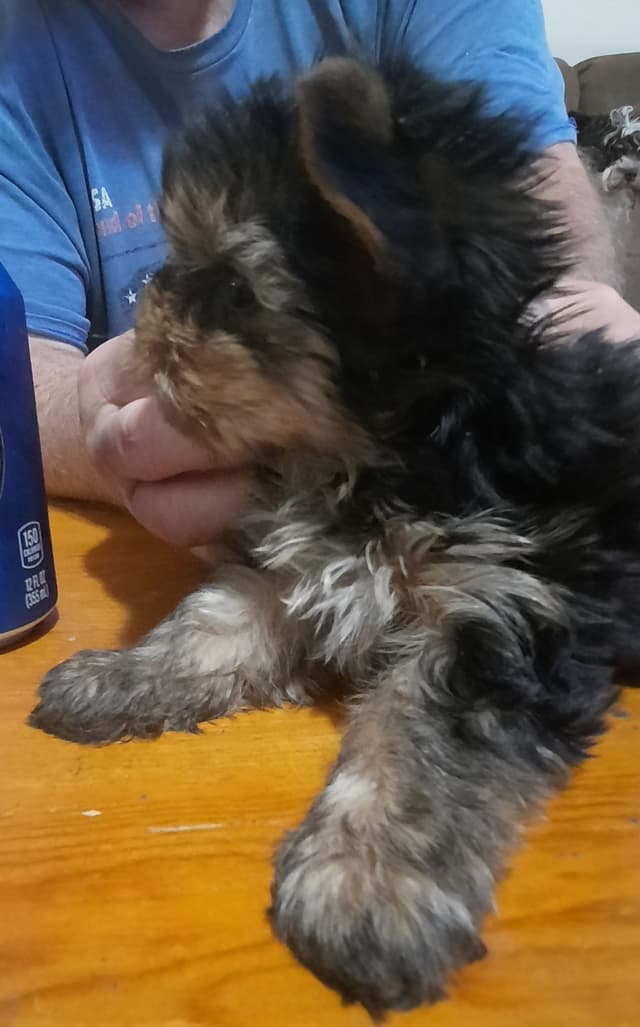 Yorkshire Terrier Puppies media 5