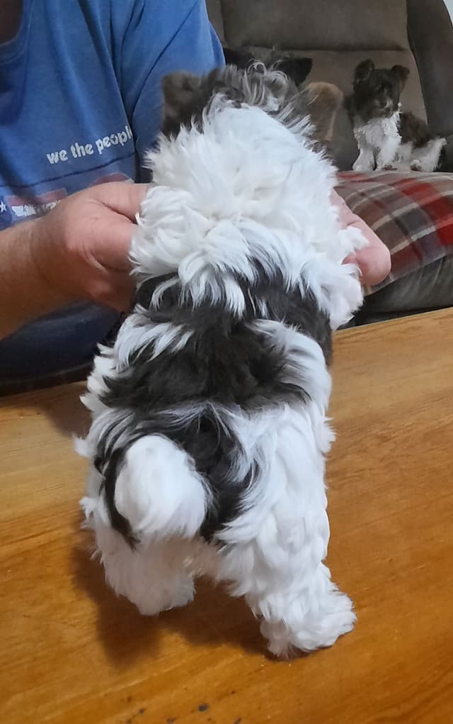 Yorkshire Terrier Puppies media 8