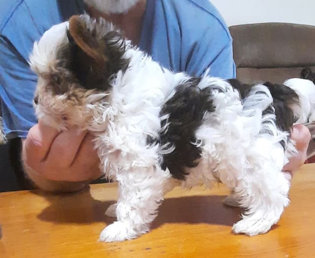 Yorkshire Terrier Puppies media 9