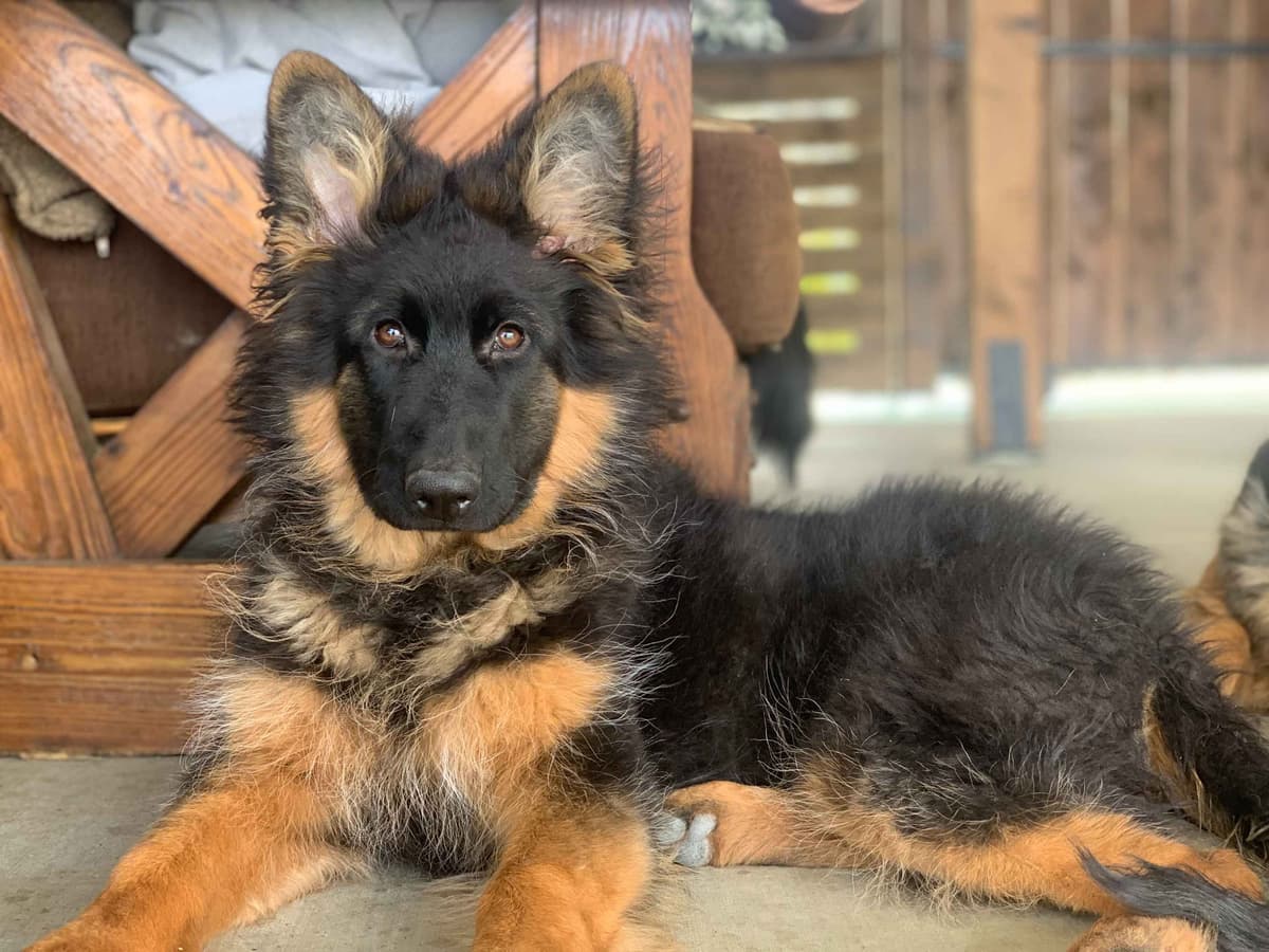German Shepherd Dog Black & Red Long Coat Puppies breeder image 3