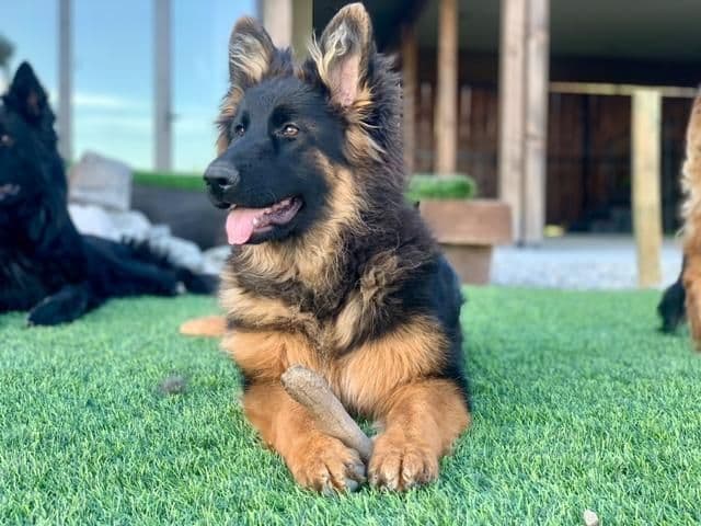 German Shepherd Dog Black & Red Long Coat Puppies breeder image 16