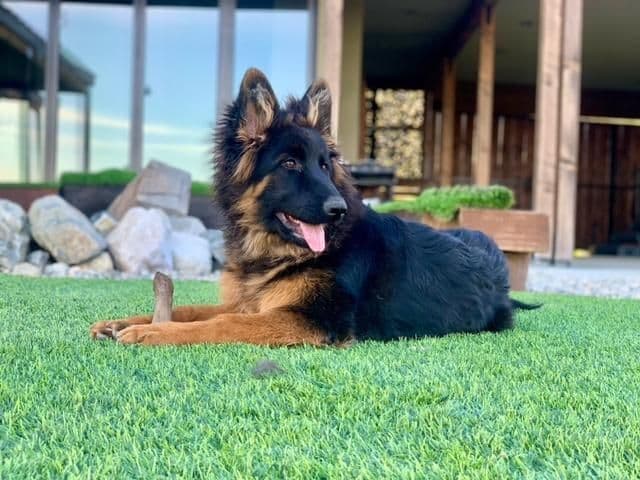 German Shepherd Dog Black & Red Long Coat Puppies breeder image 17