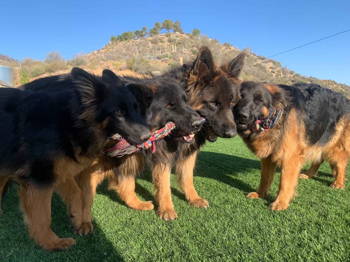 German Shepherd Dog Black & Red Long Coat Puppies breeder image 18