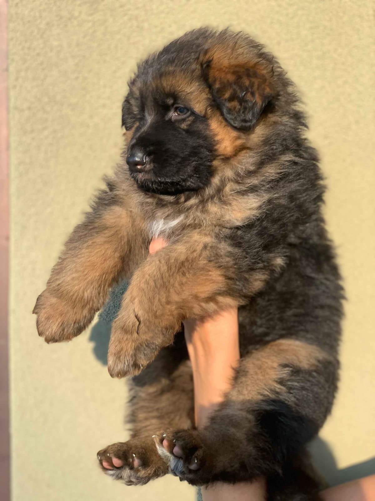 German Shepherd Dog Black & Red Long Coat Puppies breeder image 10