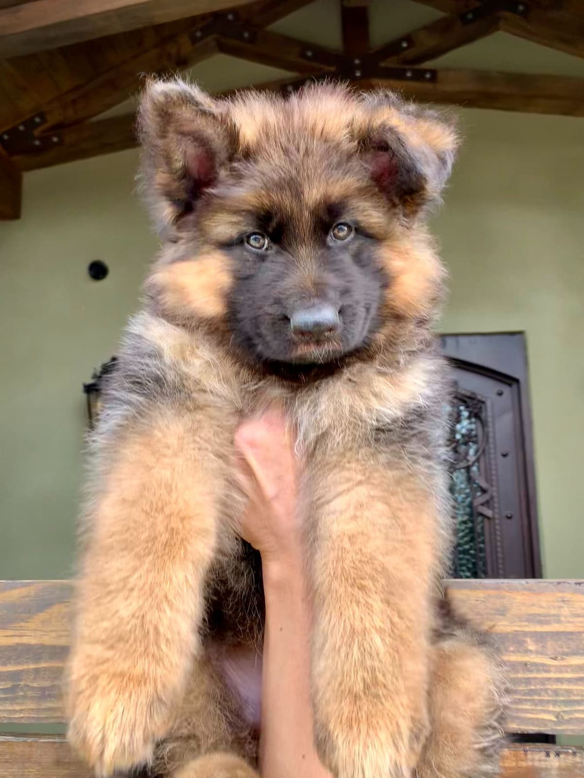 German Shepherd Dog Black & Red Long Coat Puppies breeder image 8