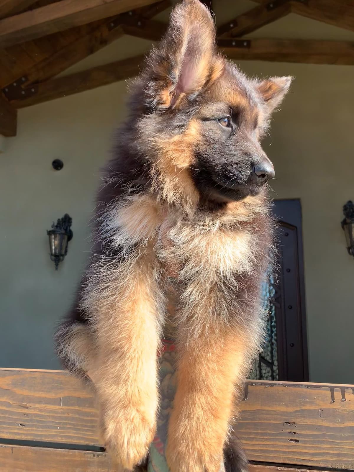 German Shepherd Dog Black & Red Long Coat Puppies breeder image 6