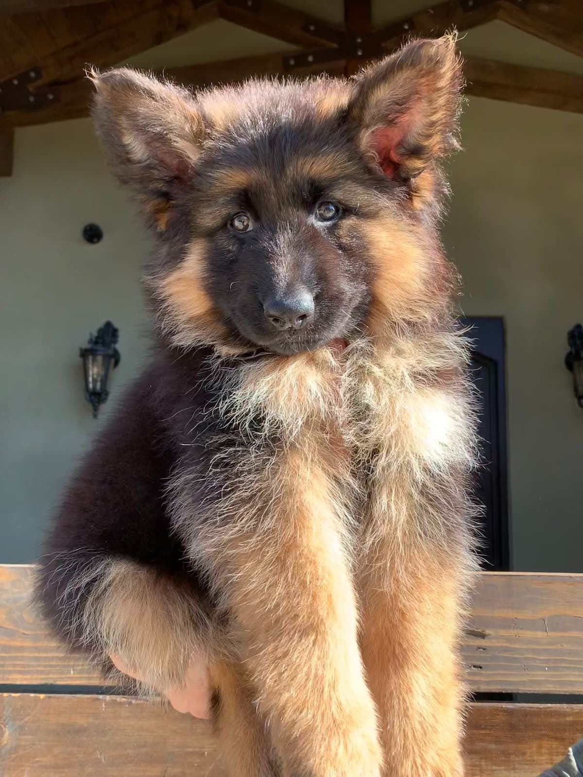 German Shepherd Dog Black & Red Long Coat Puppies breeder image 1
