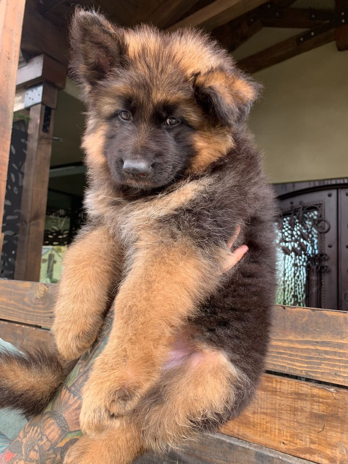 German Shepherd Dog Black & Red Long Coat Puppies breeder image 7