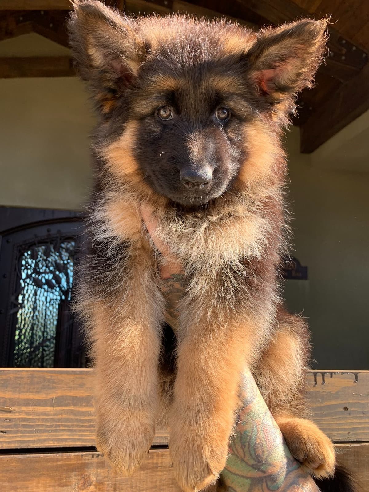 German Shepherd Dog Black & Red Long Coat Puppies breeder image 5