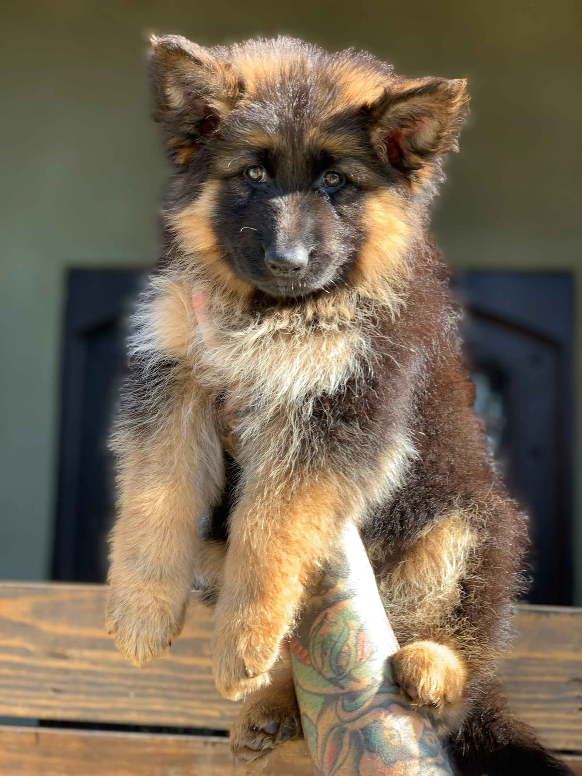 German Shepherd Dog Black & Red Long Coat Puppies breeder image 4