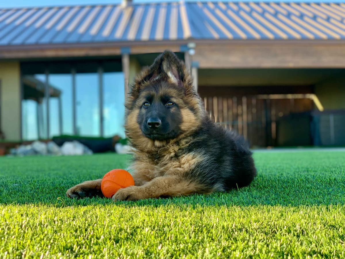 German Shepherd Dog Black & Red Long Coat Puppies breeder image 12