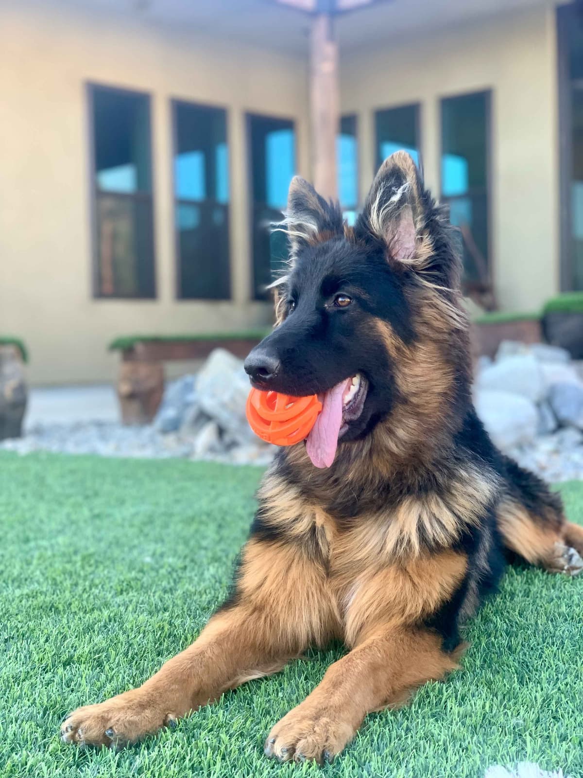 German Shepherd Dog Black & Red Long Coat Puppies breeder image 20