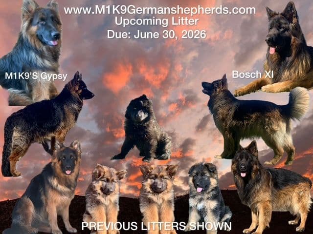 German Shepherd Dog Black & Red Long Coat Puppies breeder image 2