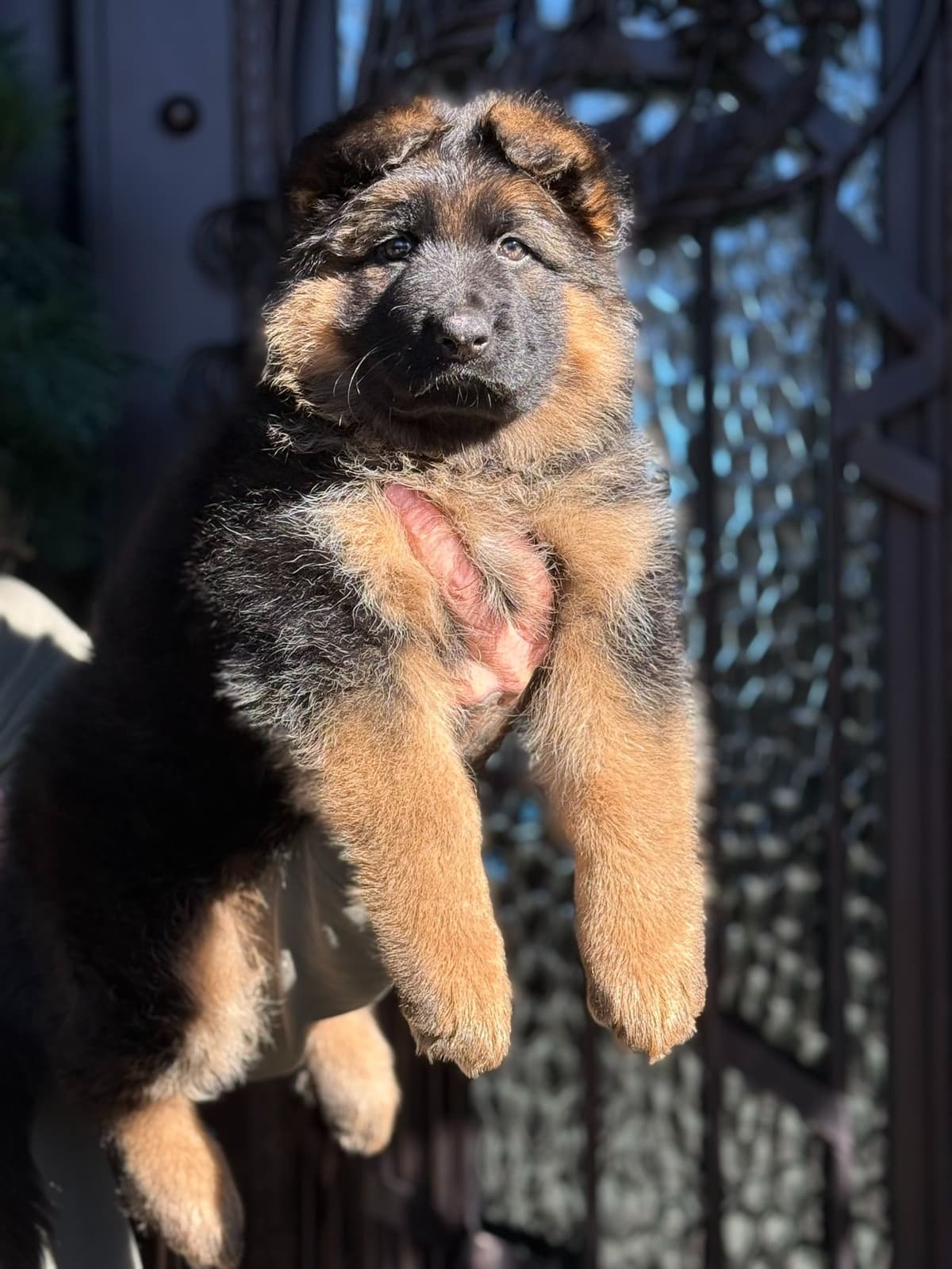 German Shepherd Dog Black & Red Long Coat Puppies breeder image 21