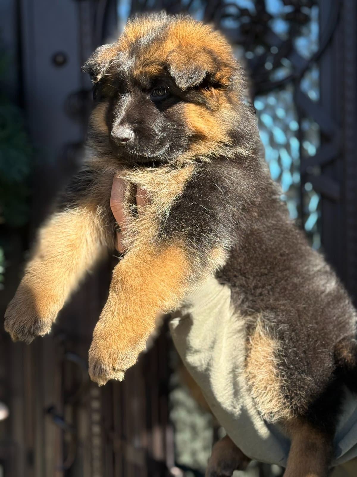 German Shepherd Dog Black & Red Long Coat Puppies breeder image 22