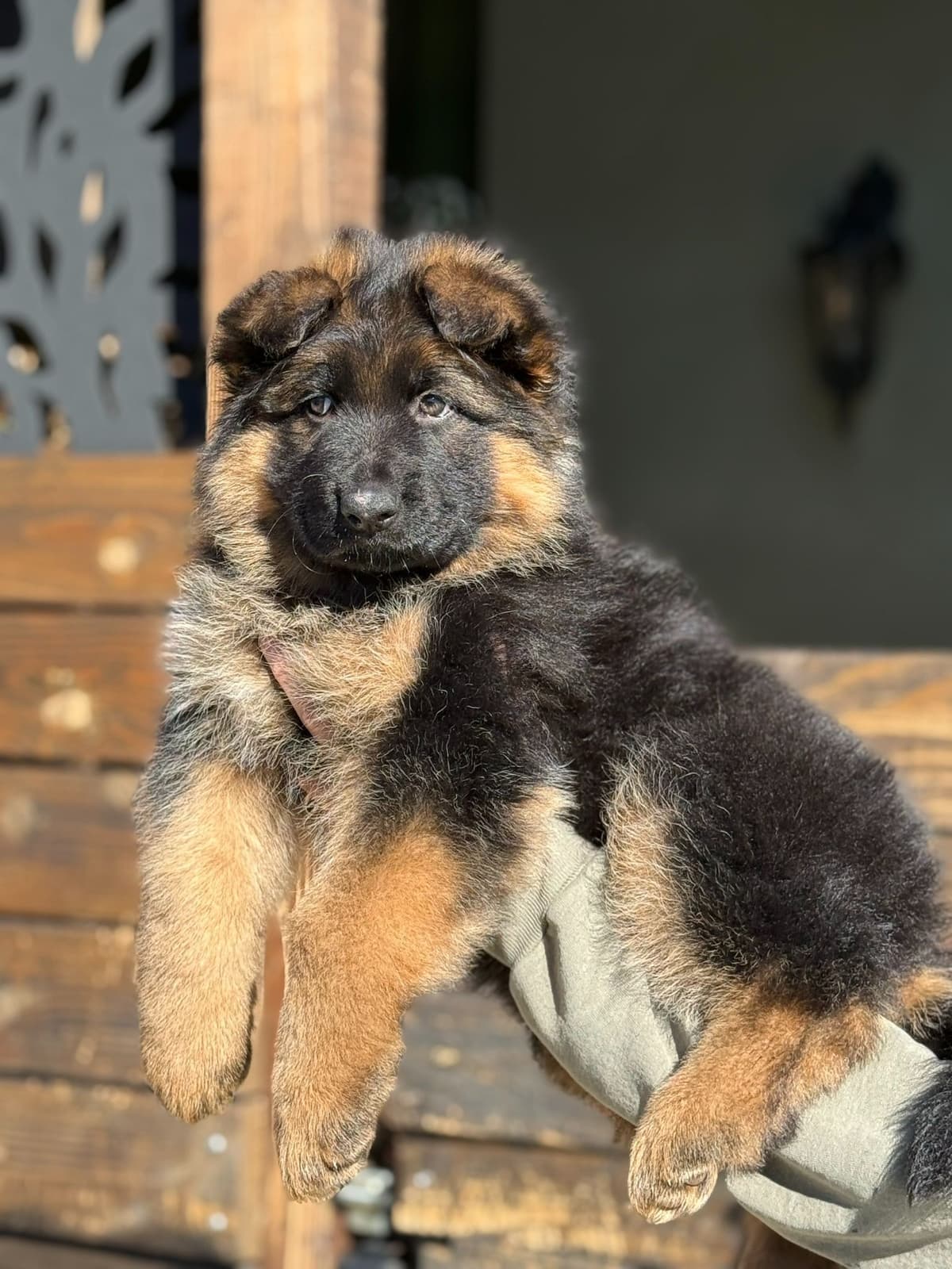 German Shepherd Dog Black & Red Long Coat Puppies breeder image 23