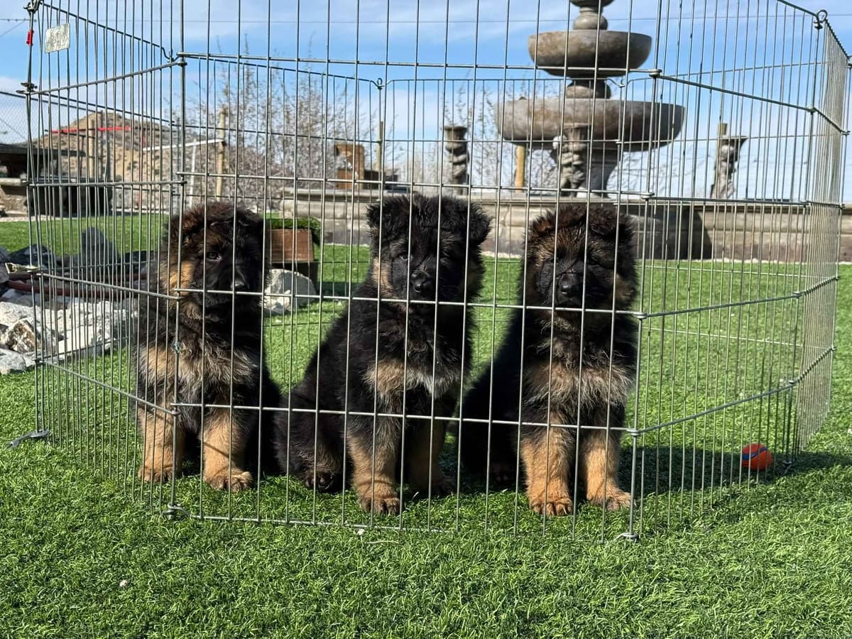 German Shepherd Dog Black & Red Long Coat Puppies breeder image 24