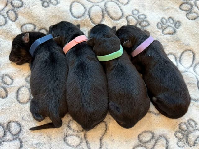 German Shepherd Dog Black & Red Long Coat Puppies media 10