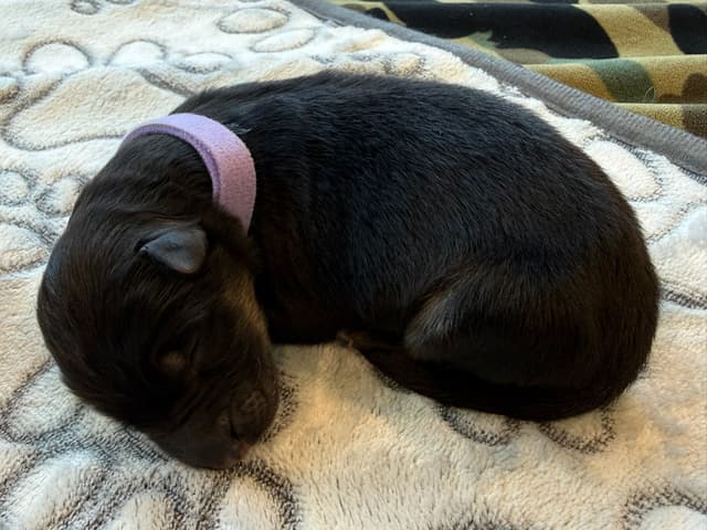 German Shepherd Dog Black & Red Long Coat Puppies media 20