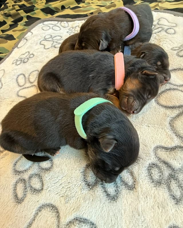 German Shepherd Dog Black & Red Long Coat Puppies media 16
