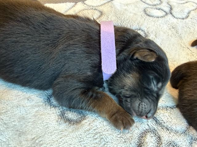 German Shepherd Dog Black & Red Long Coat Puppies media 19