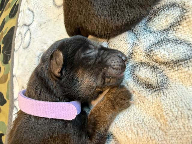 German Shepherd Dog Black & Red Long Coat Puppies media 18