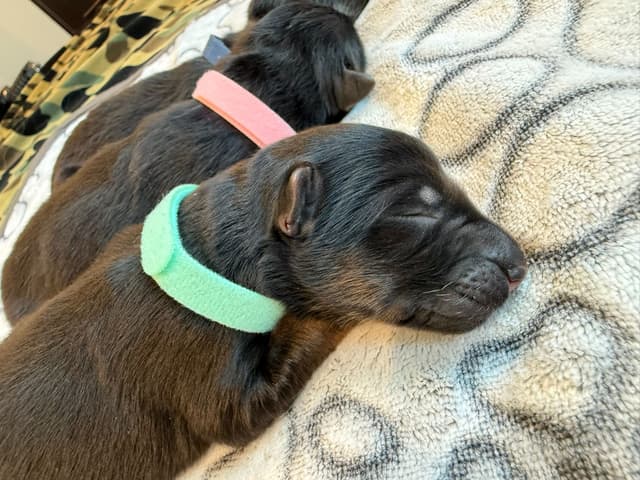 German Shepherd Dog Black & Red Long Coat Puppies media 15