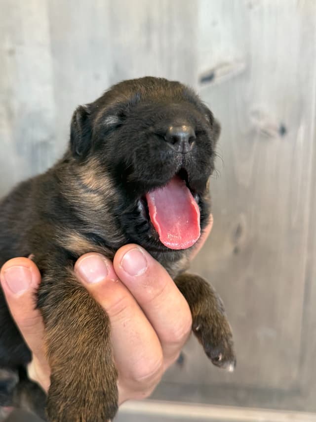 German Shepherd Dog Black & Red Long Coat Puppies media 6