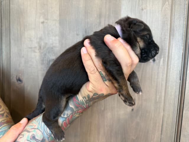 German Shepherd Dog Black & Red Long Coat Puppies media 3