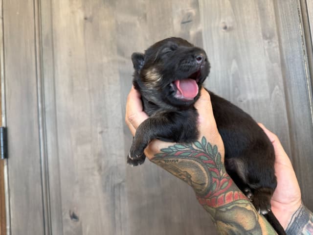German Shepherd Dog Black & Red Long Coat Puppies media 2