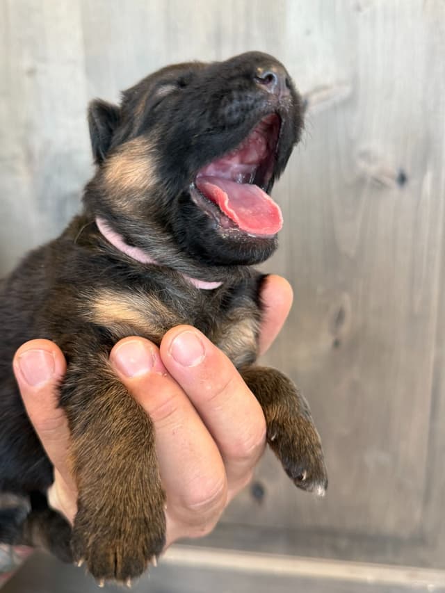 German Shepherd Dog Black & Red Long Coat Puppies media 7