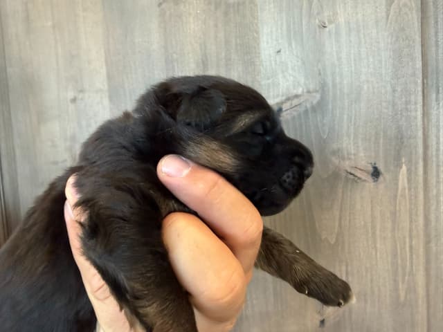 German Shepherd Dog Black & Red Long Coat Puppies media 9