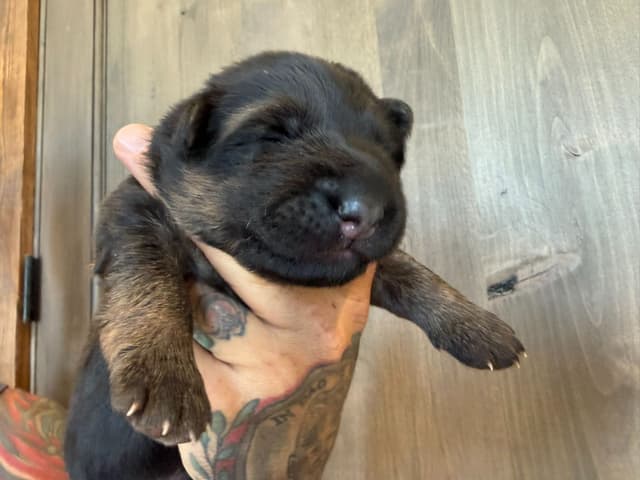 German Shepherd Dog Black & Red Long Coat Puppies media 5