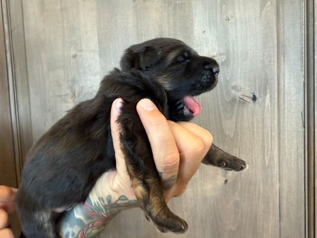 German Shepherd Dog Black & Red Long Coat Puppies media 8