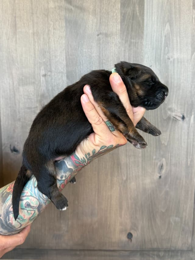 German Shepherd Dog Black & Red Long Coat Puppies media 25