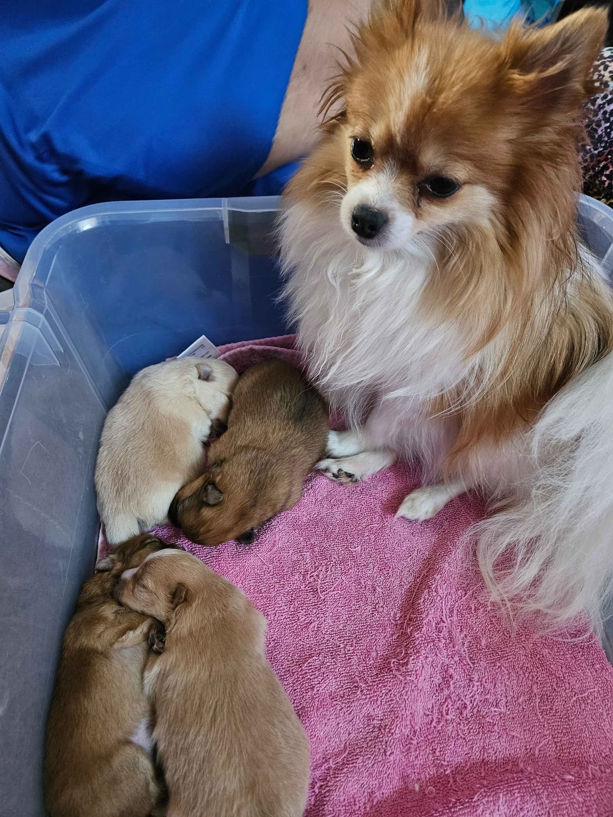 Pomeranian Puppies breeder image 4