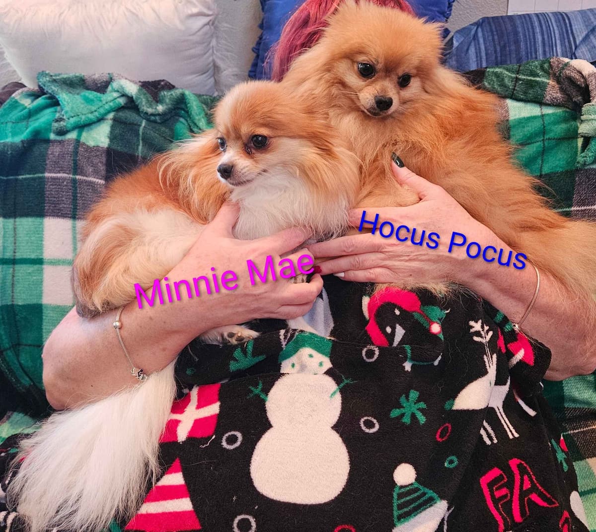 Pomeranian Puppies breeder image 3