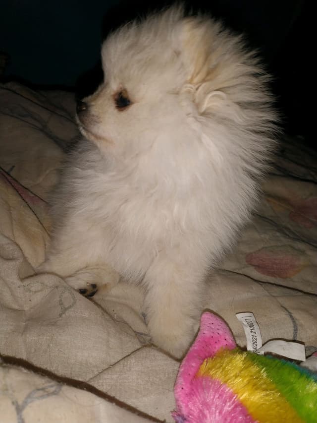 Pomeranian Puppies media 2