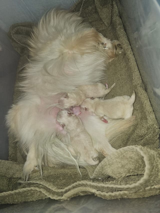 Pomeranian Puppies media 3