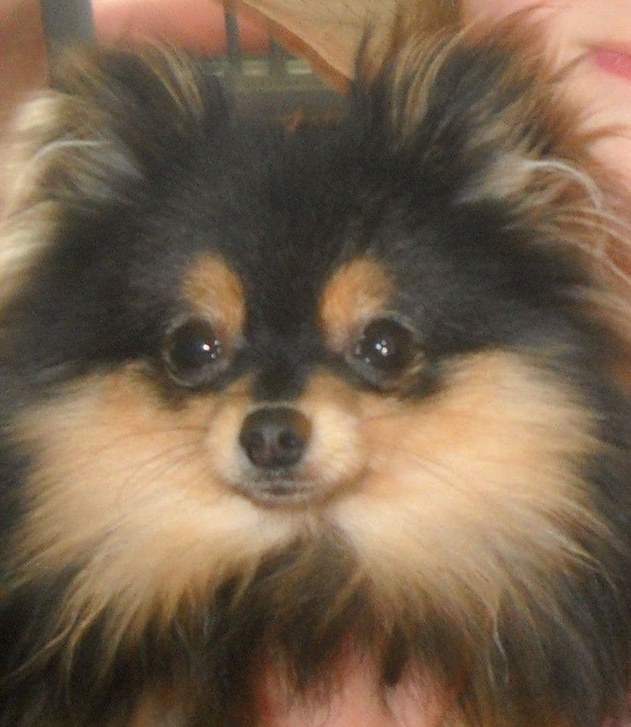 Pomeranian Puppies breeder image 1