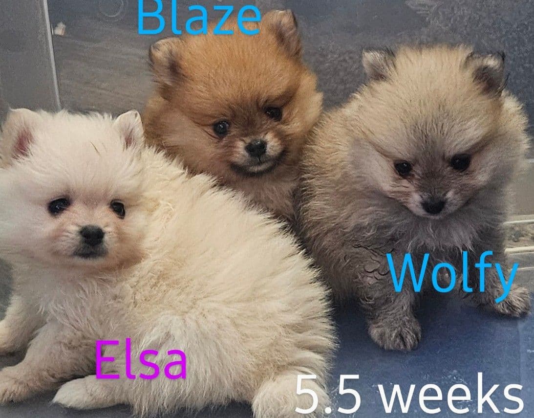 Pomeranian Puppies breeder image 5