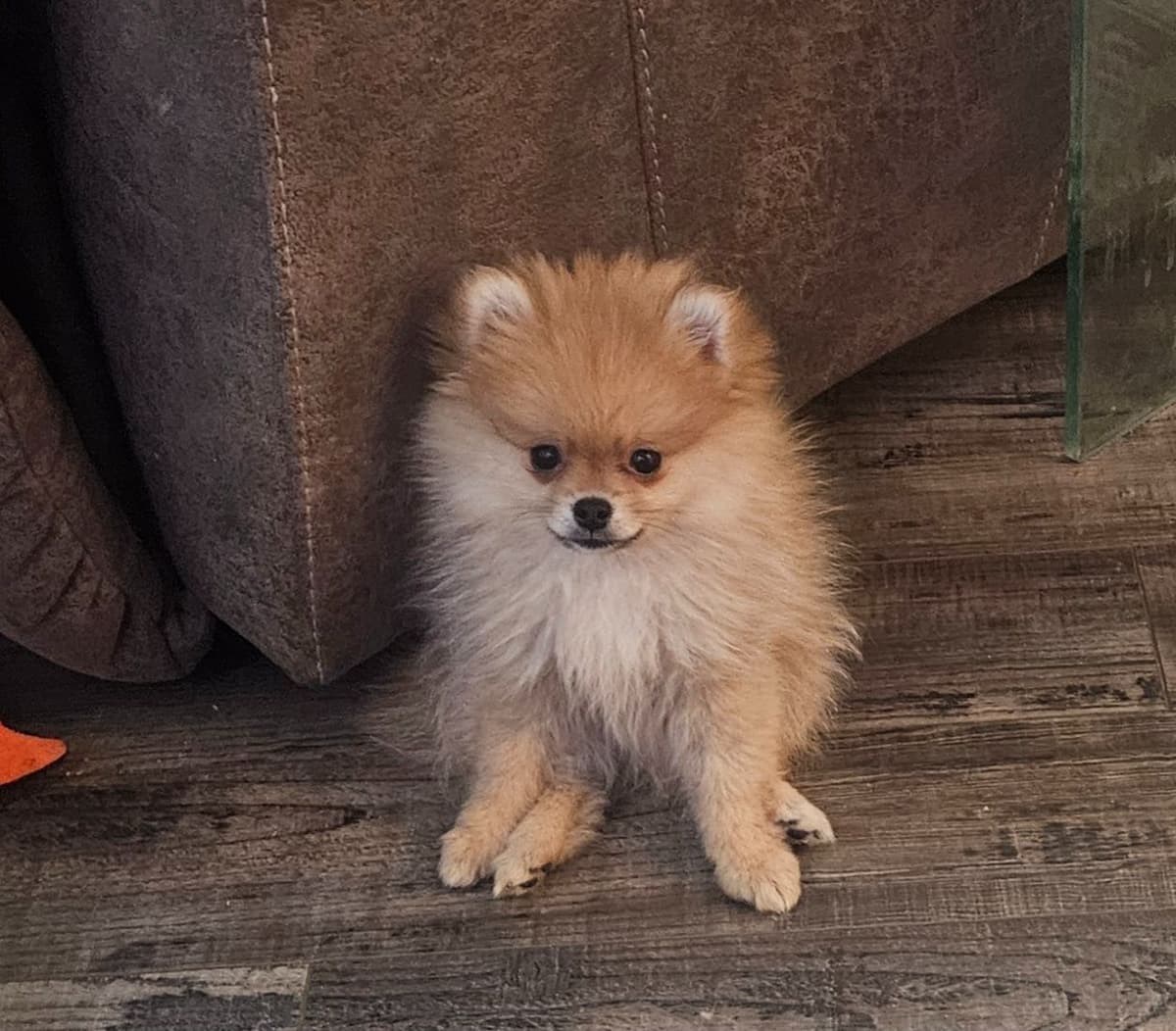 Pomeranian Puppies breeder image 6