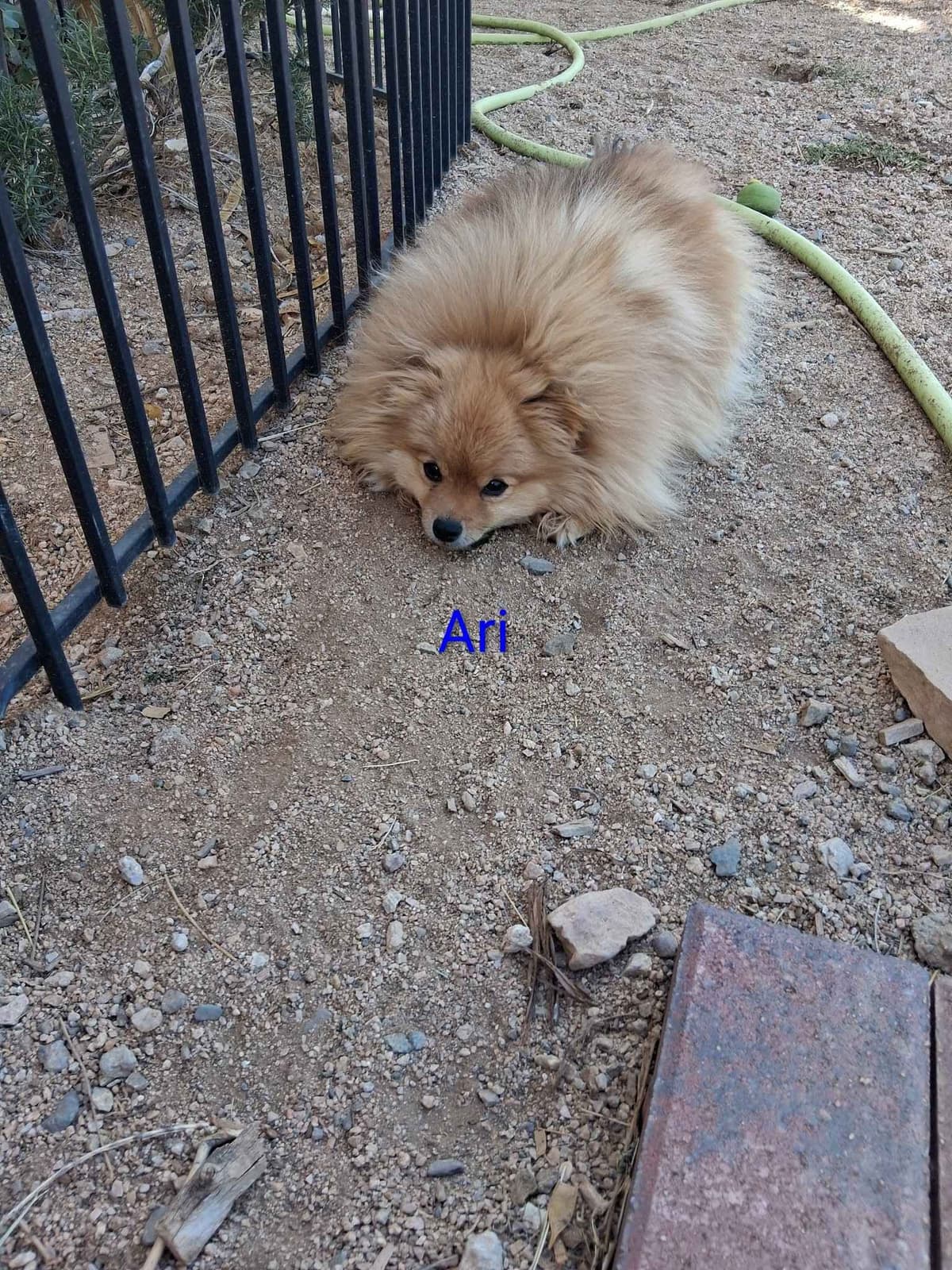 Pomeranian Puppies breeder image 13