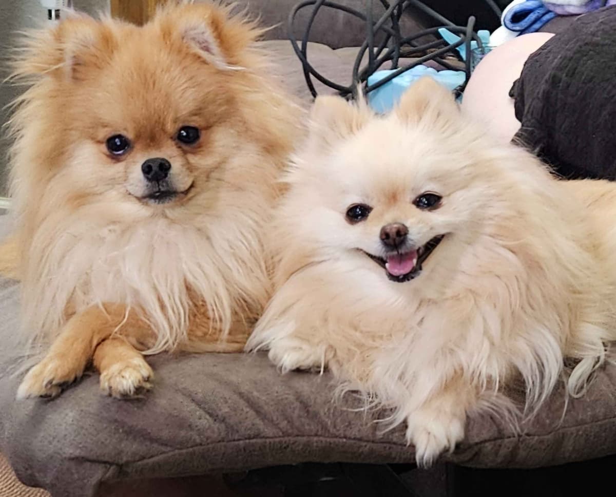 Pomeranian Puppies breeder image 9