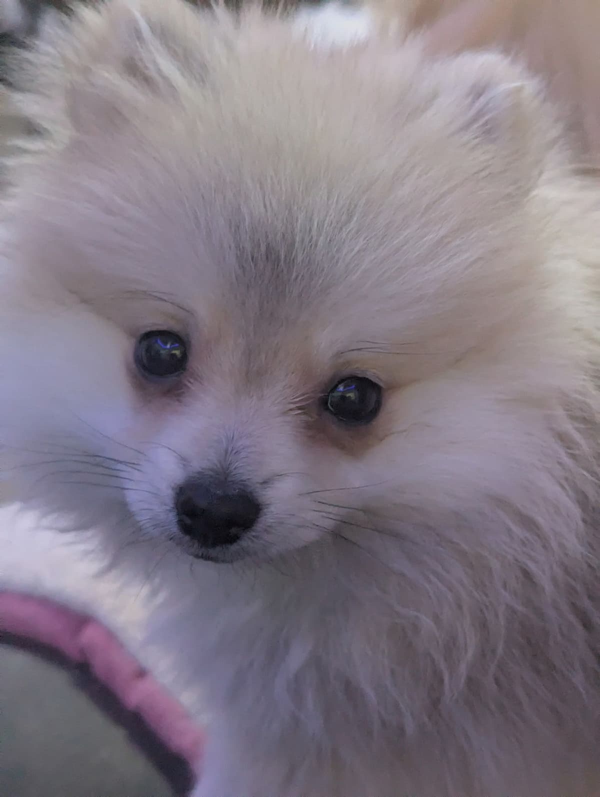 Pomeranian Puppies breeder image 7