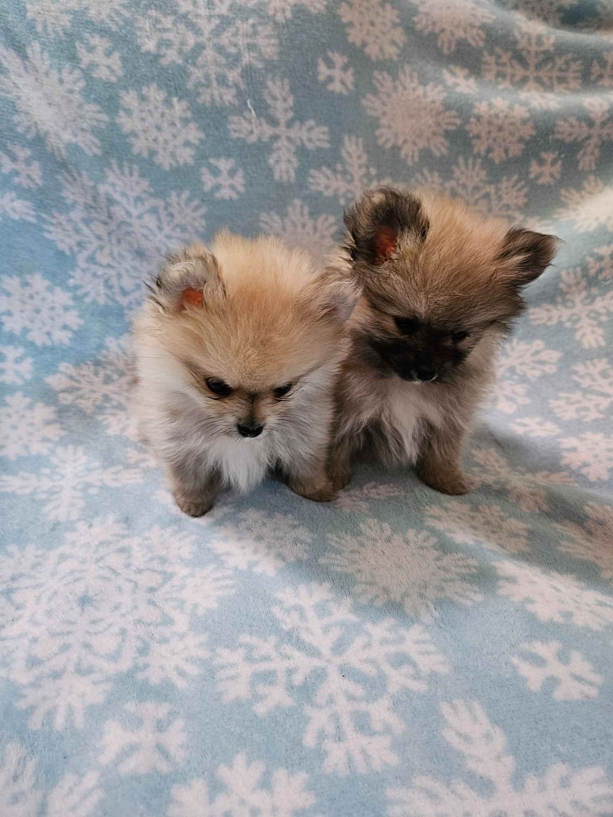 Pomeranian Puppies breeder image 10