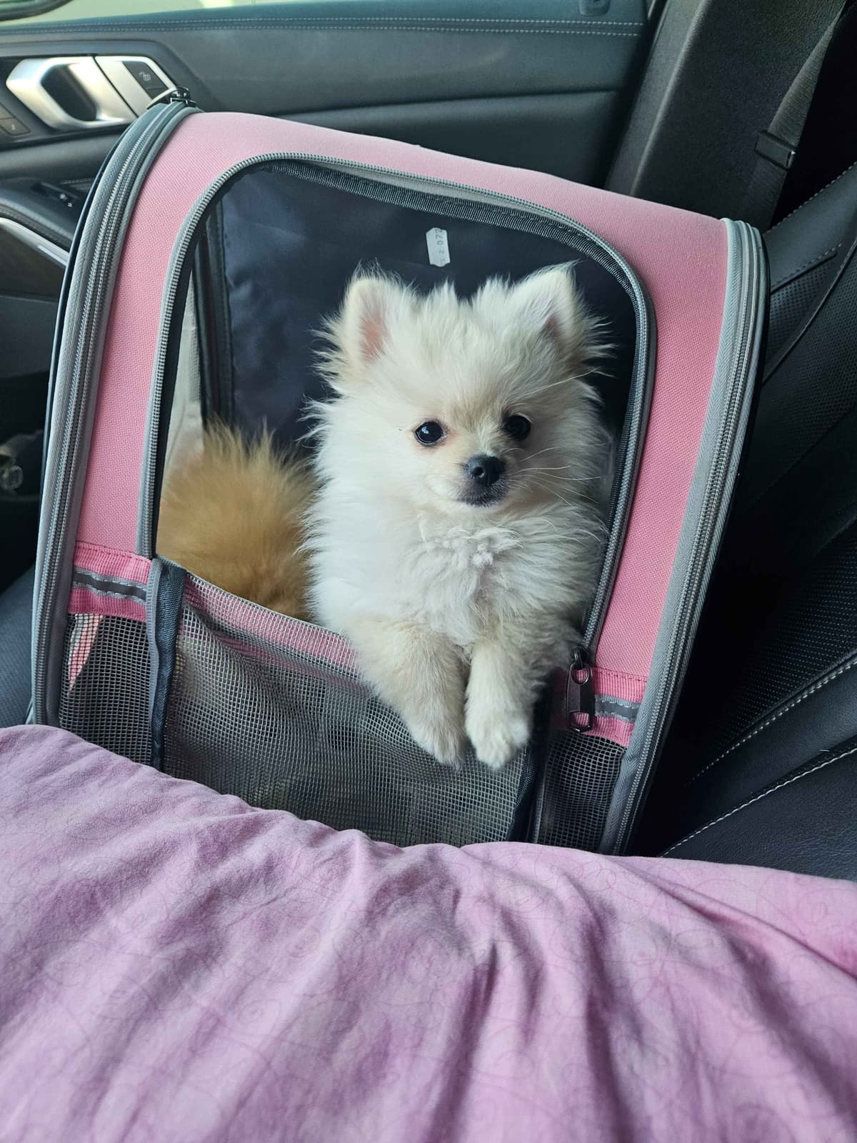 Pomeranian Puppies breeder image 8