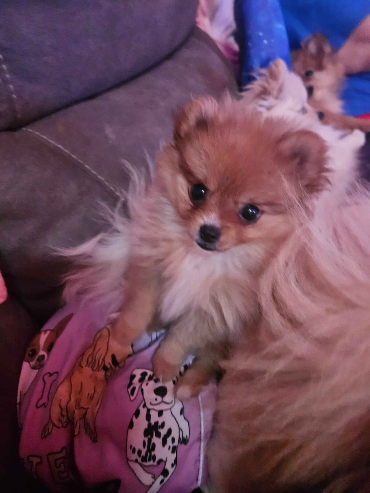 Pomeranian Puppies breeder image 11