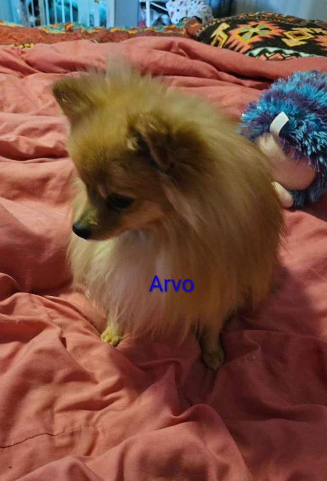 Pomeranian Puppies media 5