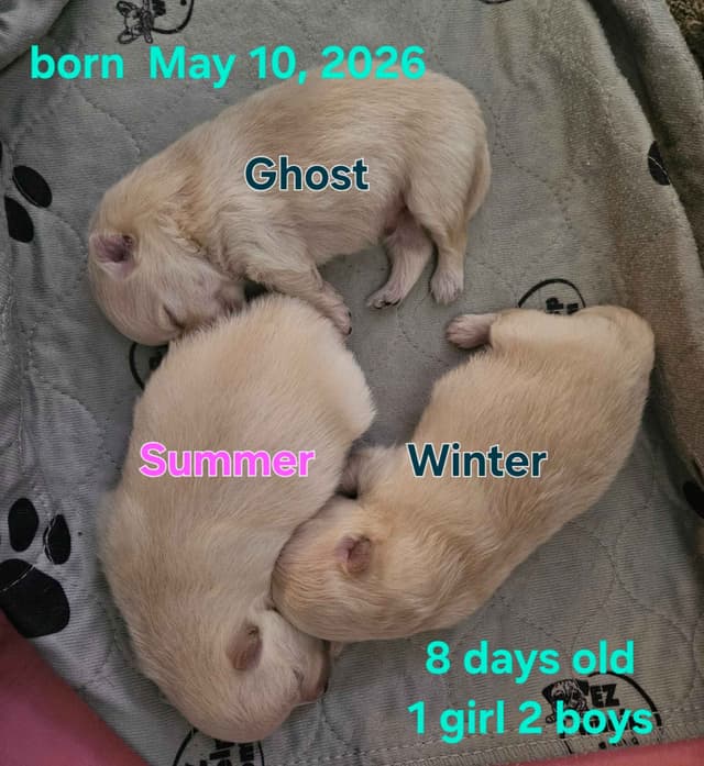 Pomeranian Puppies media 6